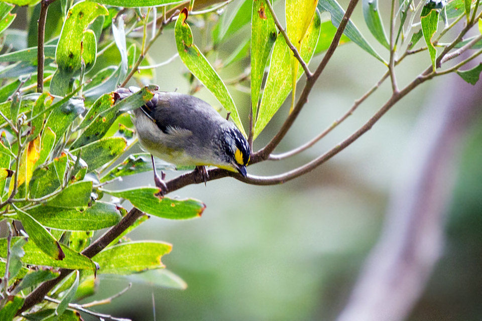 Striated Pardalote (Pardalotus striatus)